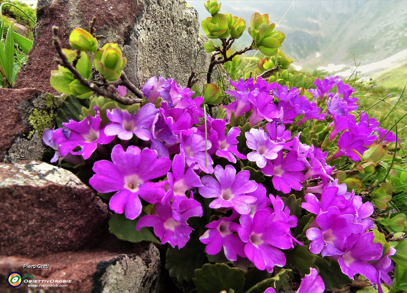 79 Bouquet  di Primule irsute (Primula hirsuta) sul Monte Avaro.JPG